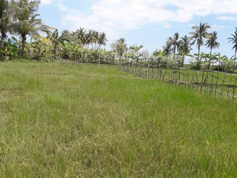 dijual tanah jln muara putat pemenang