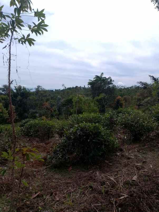 dijual tanah kebun produktif