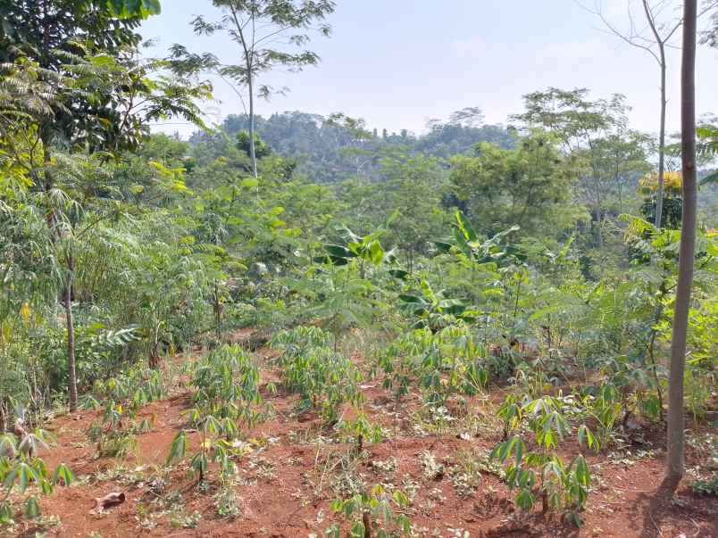 dijual tanah kebun produktif pinggir jalan raya