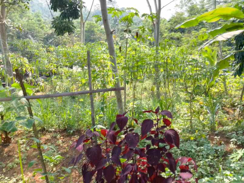 dijual tanah kebun produktif pinggir jalan raya