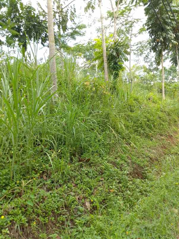 dijual tanah kebun produktif pinggir jalan raya