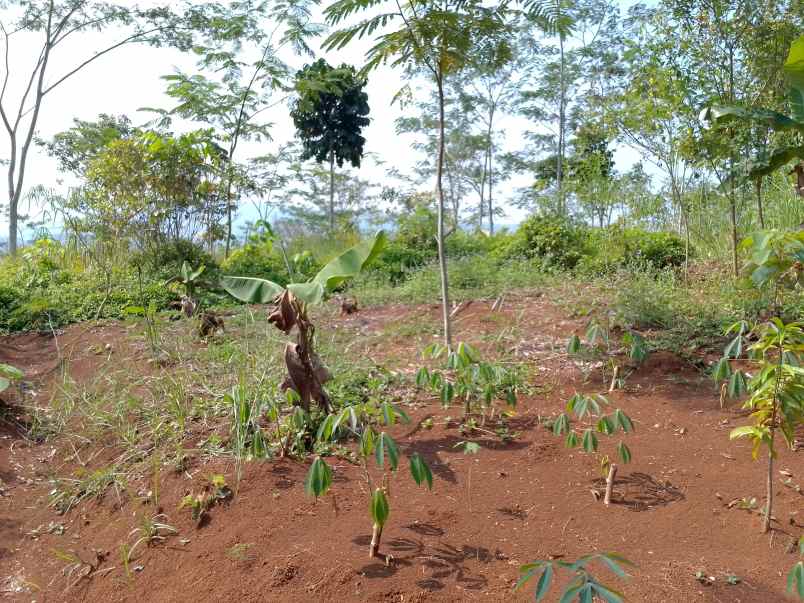 dijual tanah kebun produktif pinggir jalan raya