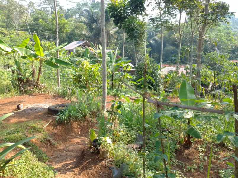 dijual tanah kebun produktif pinggir jalan raya