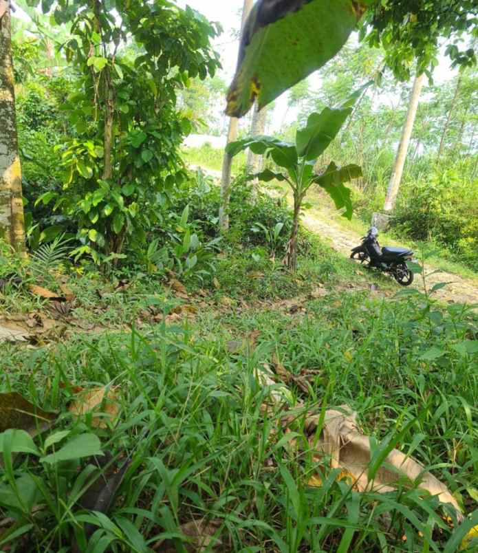 dijual tanah leuwi karet kelapa nunggal