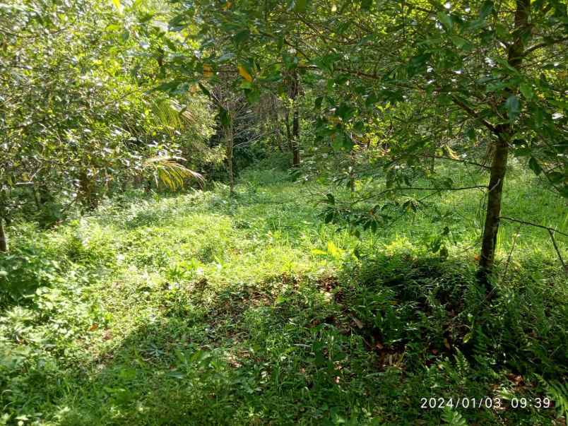 dijual tanah selemadeg tabanan bali