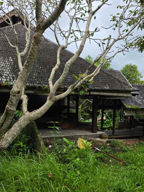 disewakan tanah umalas bumbak