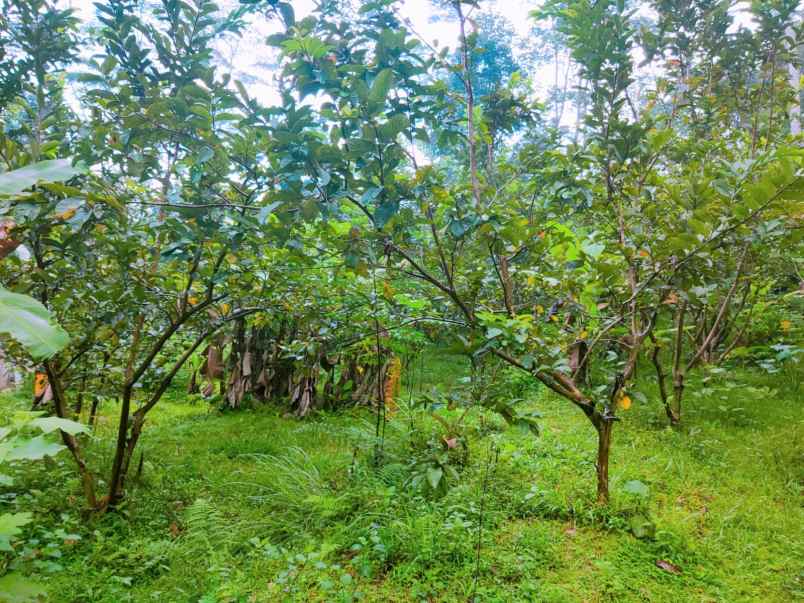 jual cepat tanah 1075m 150jt ngargoyoso karanganyar