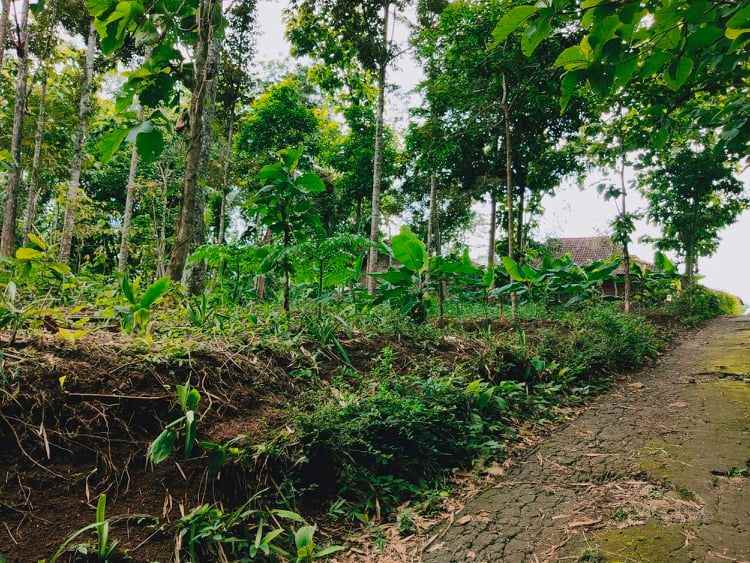 rumah desa wisata karangpandan