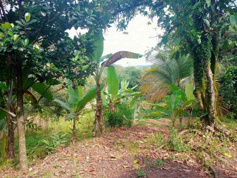 tanah best view sukamakmur bogor