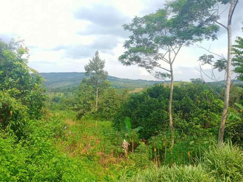 tanah best view sukamakmur bogor