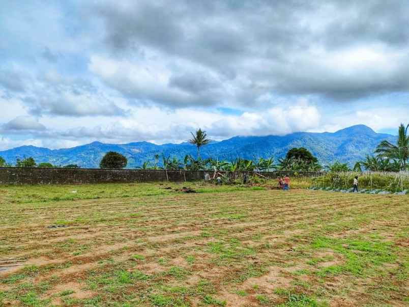 tanah citeko cisarua bogor