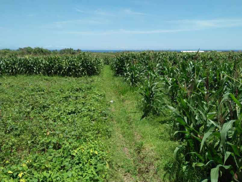 tanah pantai klecung