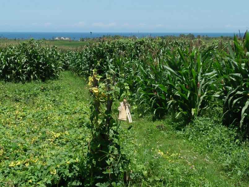 tanah pantai klecung