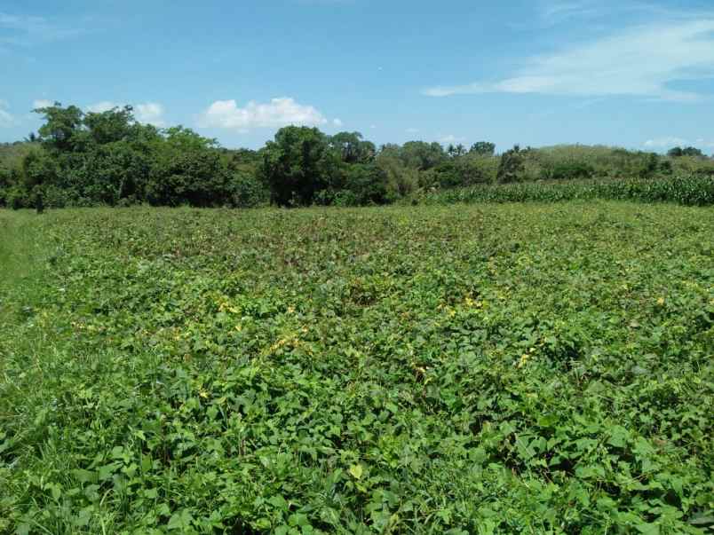 tanah pantai klecung