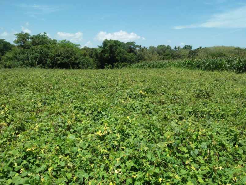 tanah pantai klecung