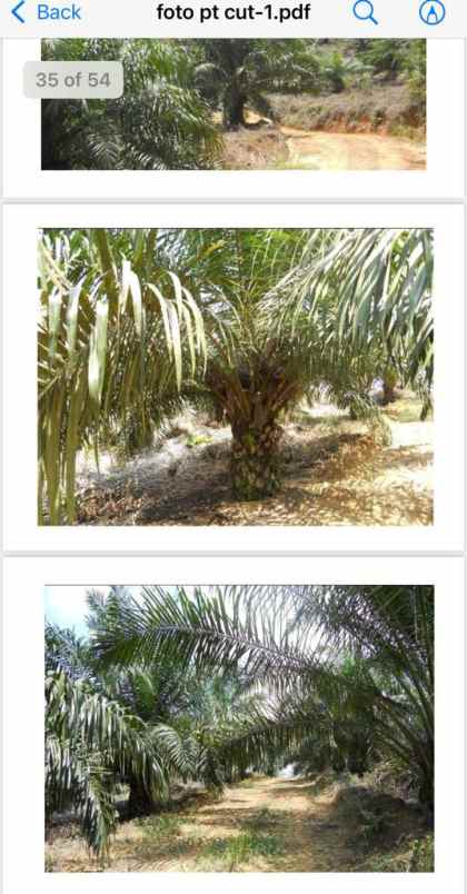 tanah sambas sajingan besar