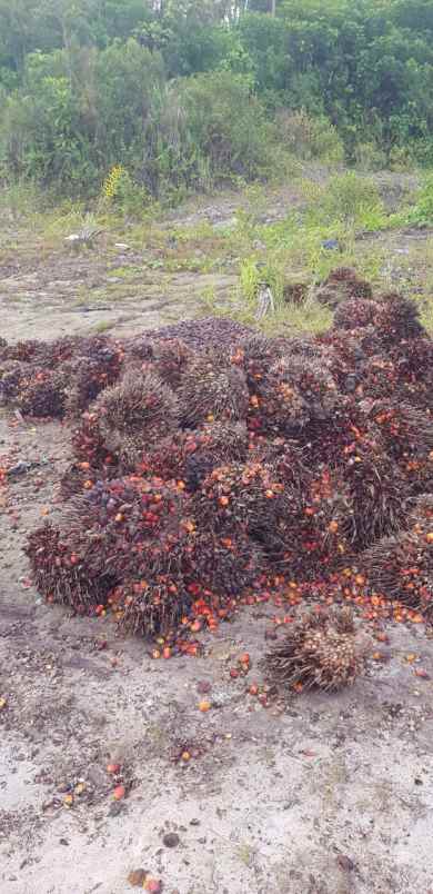 tanah sambas sajingan besar
