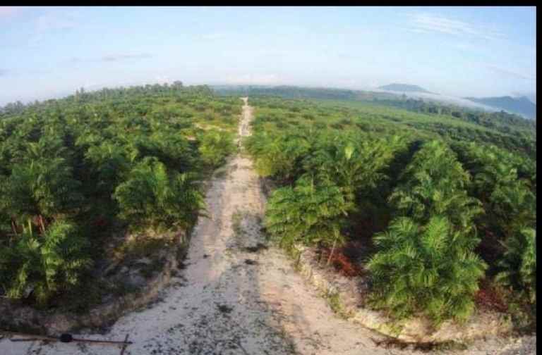 tanah sambas sajingan besar