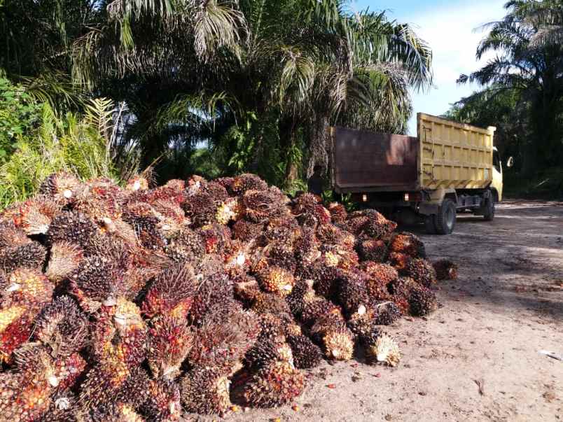 tanah sambas sajingan besar