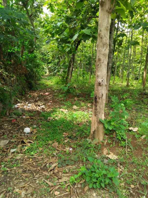 tanah timur lapangan jetis