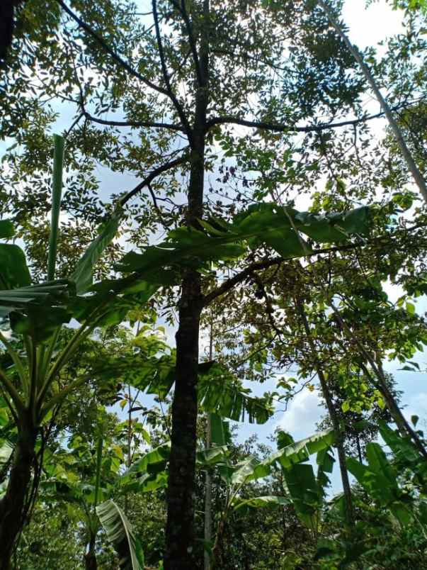 tanah timur pasar mojogedang