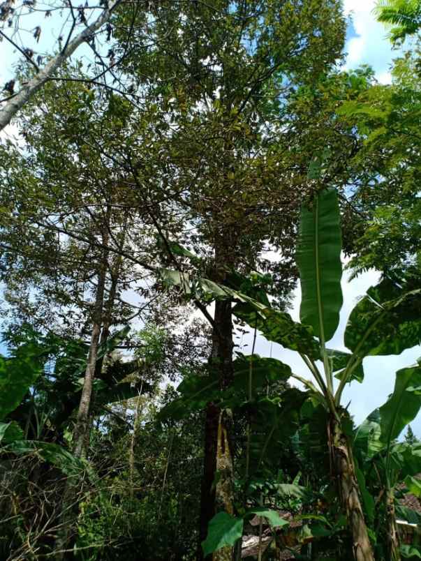tanah timur pasar mojogedang
