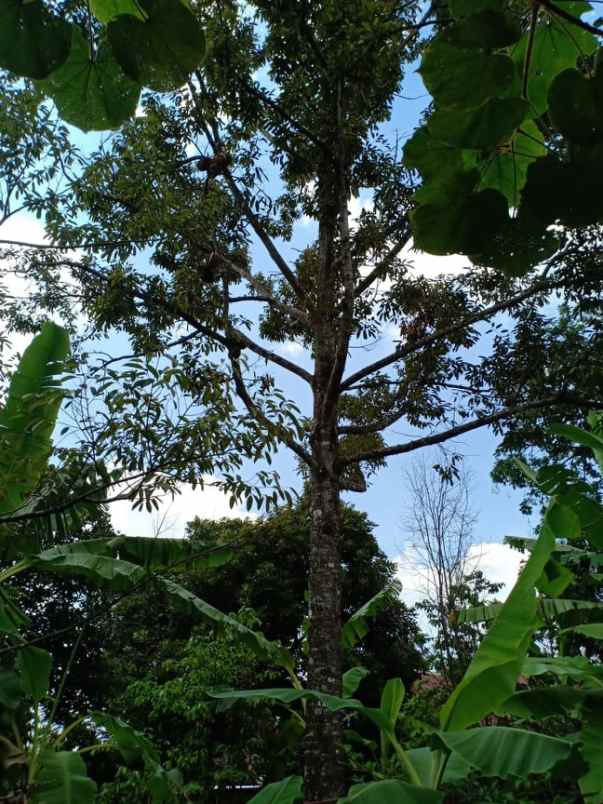 tanah timur pasar mojogedang