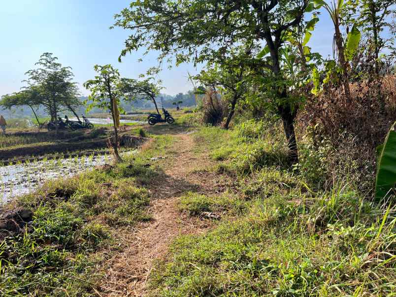 dijual sawah 125ribu m mojogedang karanganyar