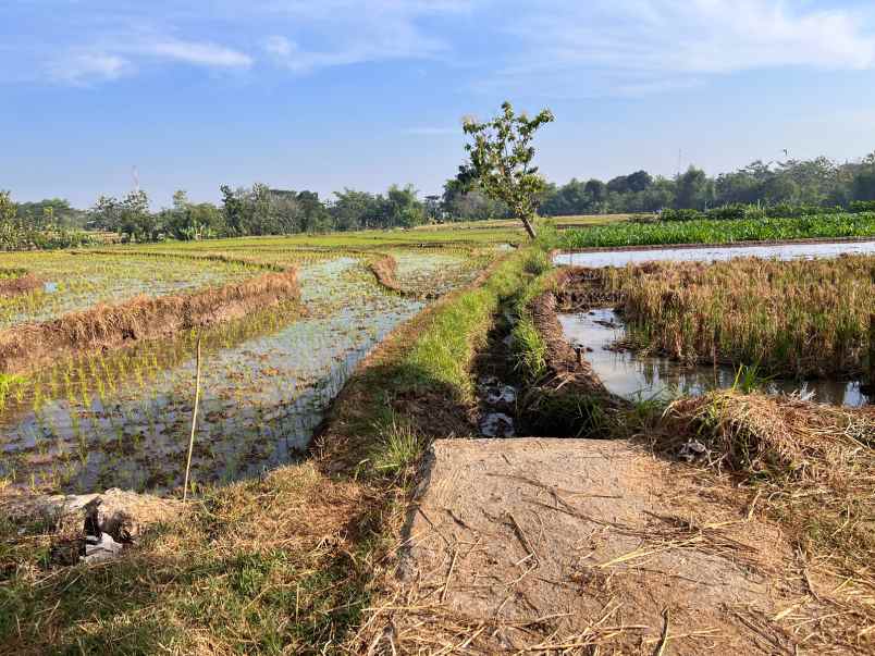dijual sawah 125ribu m mojogedang karanganyar