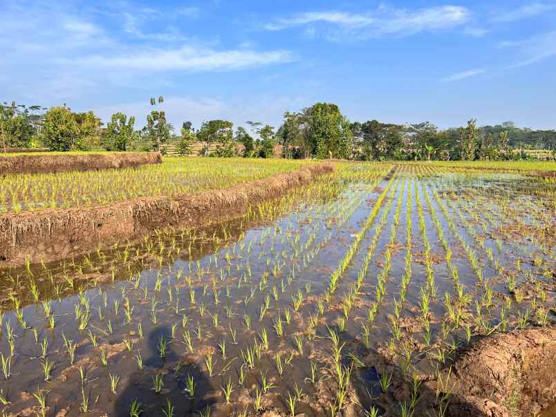 dijual sawah 125ribu m mojogedang karanganyar