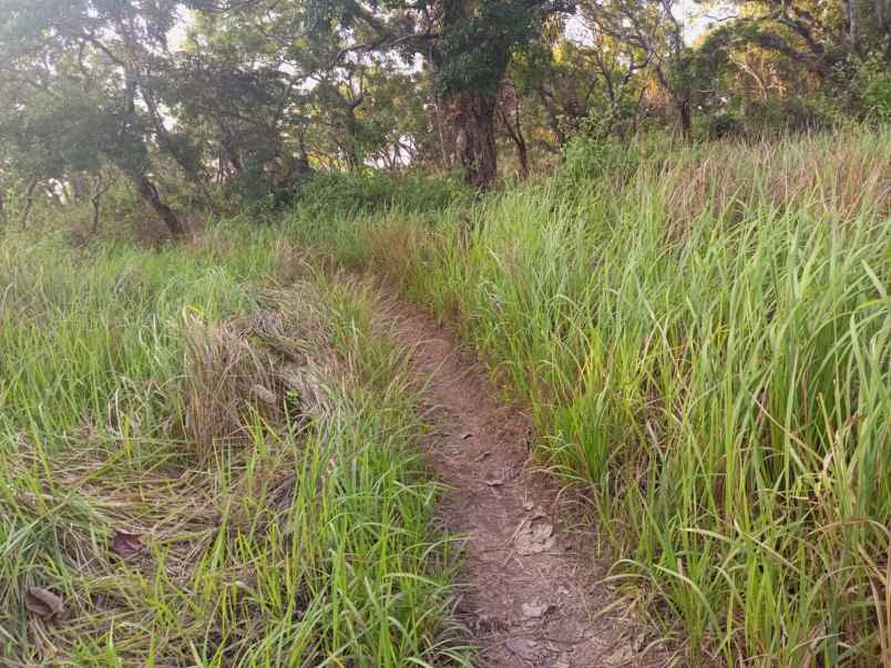 dijual segera tanah pinggir pantai di sumba barat daya