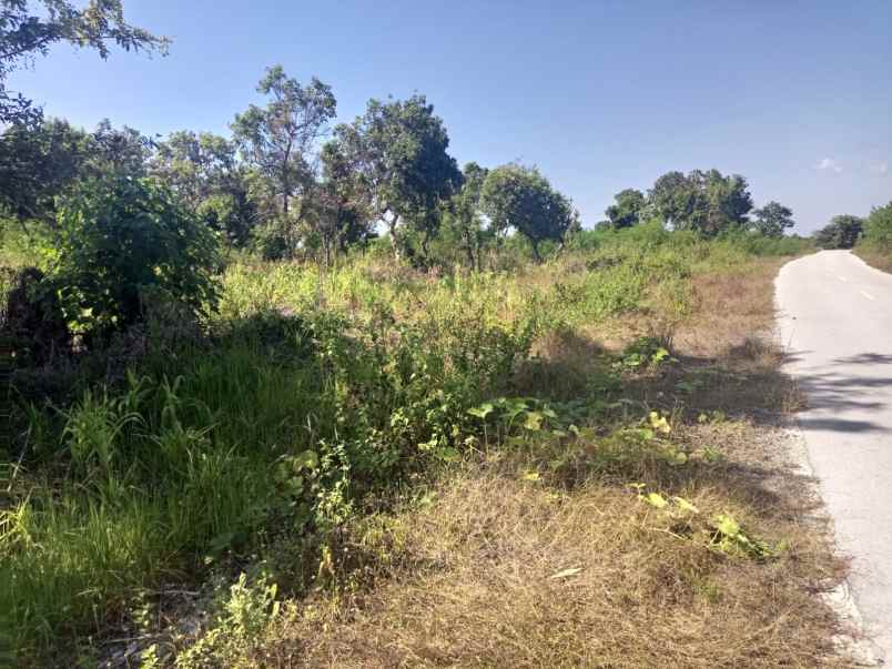 dijual segera tanah pinggir pantai di sumba barat daya