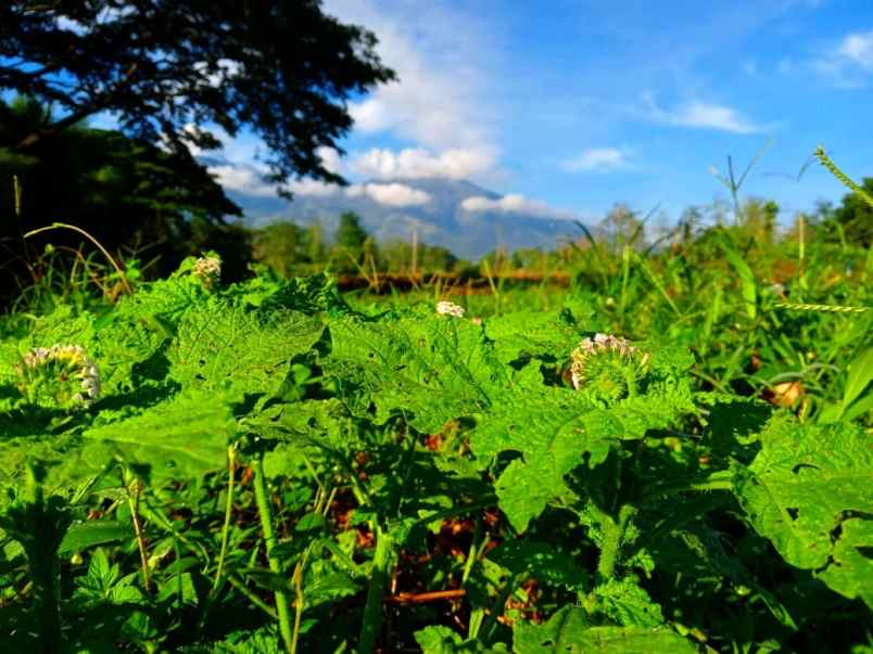 dijual tanah 8m8c 8h8 jl dusun prayan