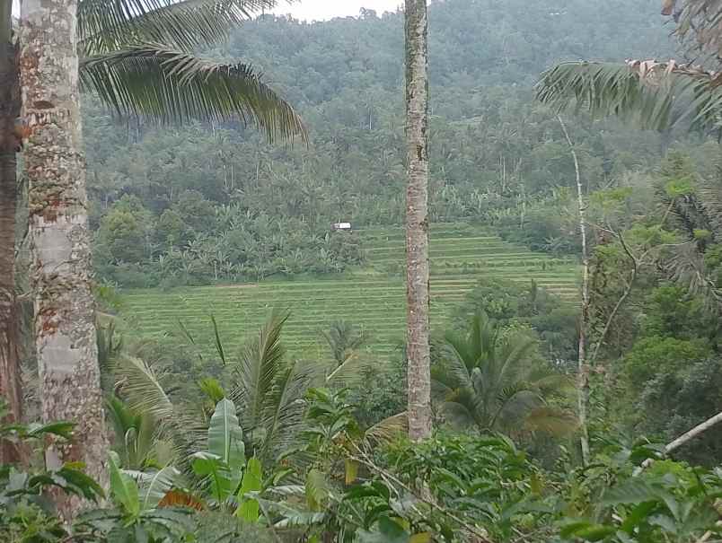 dijual tanah belimbing pupuan