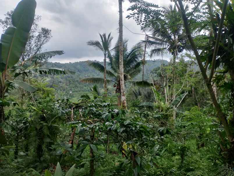 dijual tanah belimbing pupuan