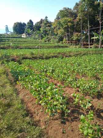 dijual tanah desa pasirhalang kecamatan