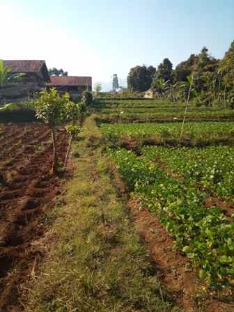 dijual tanah desa pasirhalang kecamatan