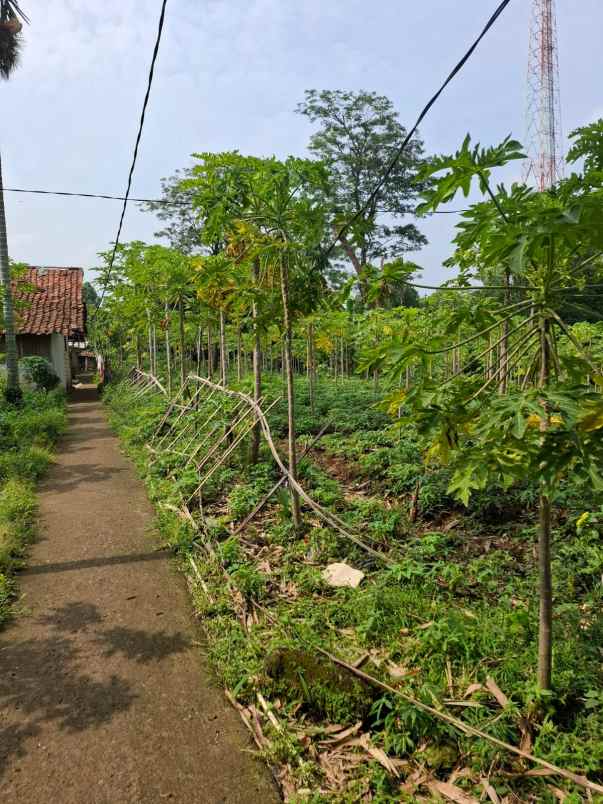 dijual tanah dramaga