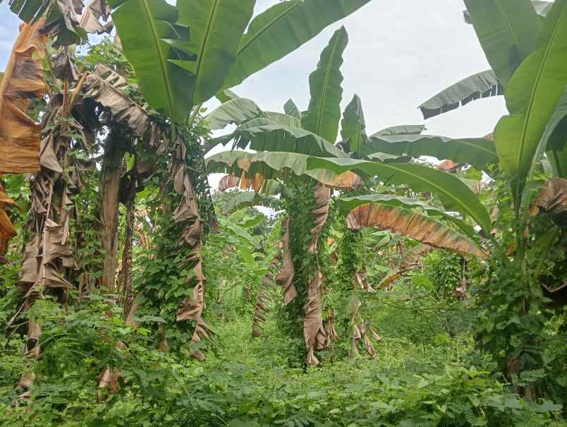 dijual tanah ds antosari kec selemadeg