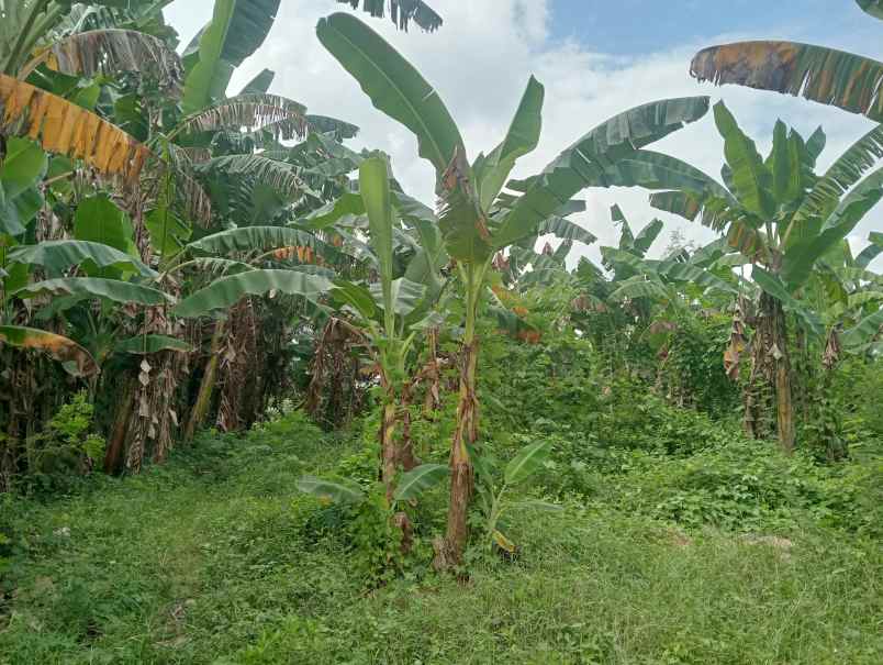 dijual tanah ds antosari kec selemadeg