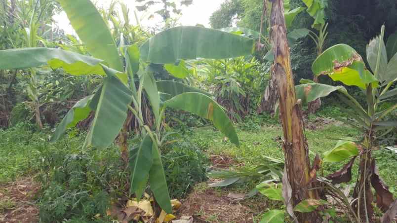 dijual tanah kavling strategis shm pamulang