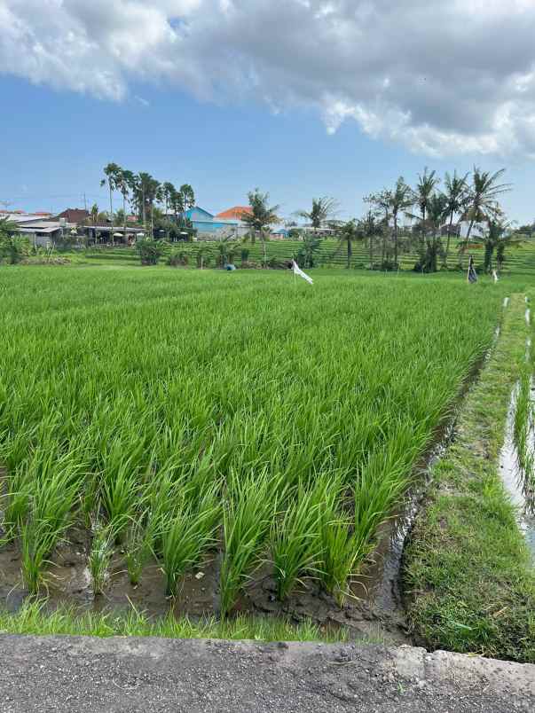 disewakan tanah dekat pantai lima munggu