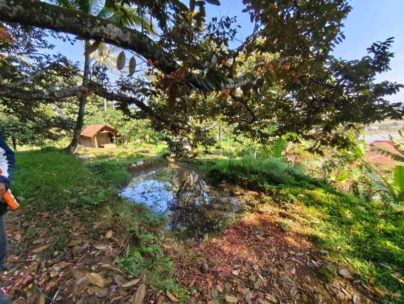 jual cepat tanah kebun durian 5 ha di leuwiliang bogor