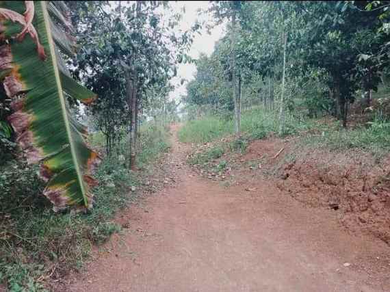 jual tanah peternakan sapi di bogor luas 7 5 ha