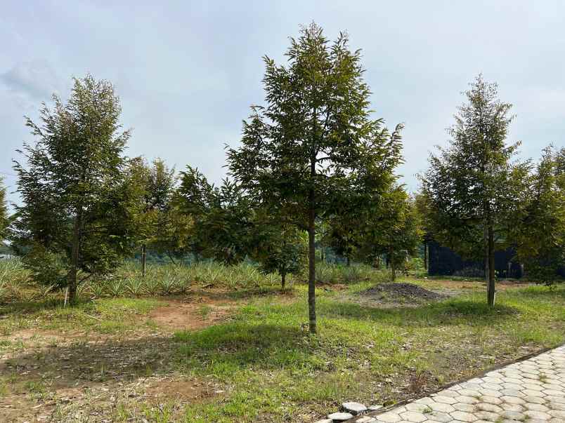 kebun durian bonus villa view gunung lawu karanganyar