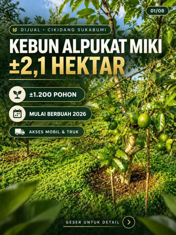 kebun produktif 2 1 hektare di cikidang