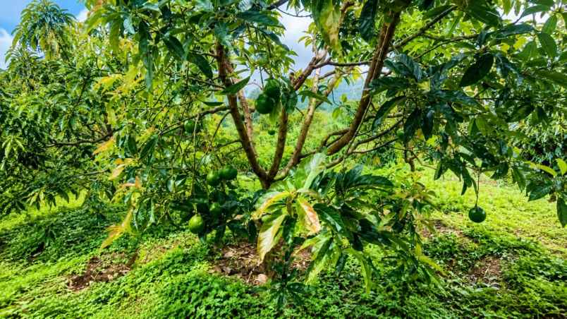 kebun produktif 2 1 hektare di cikidang