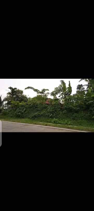 tanah cikopo jasinga bogor