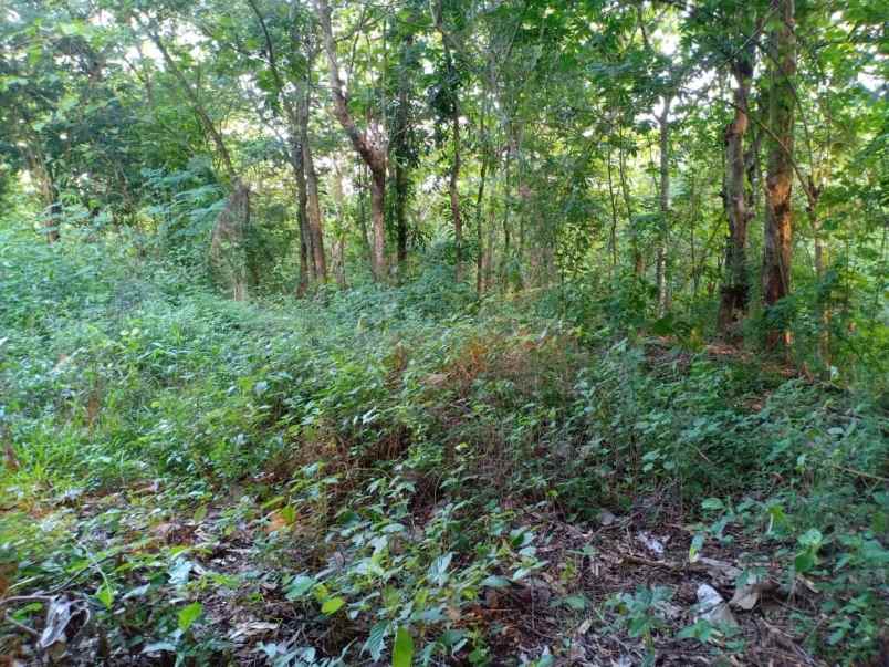 tanah dekat pasar kedawung