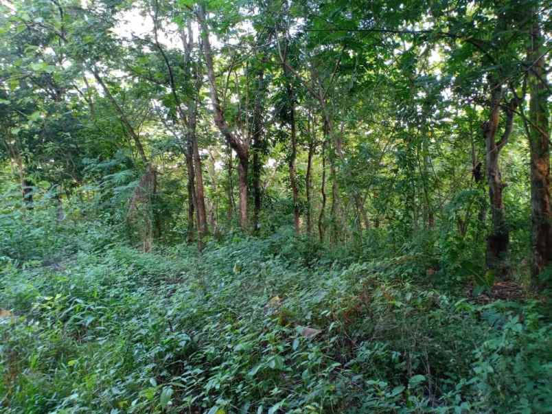 tanah dekat pasar kedawung